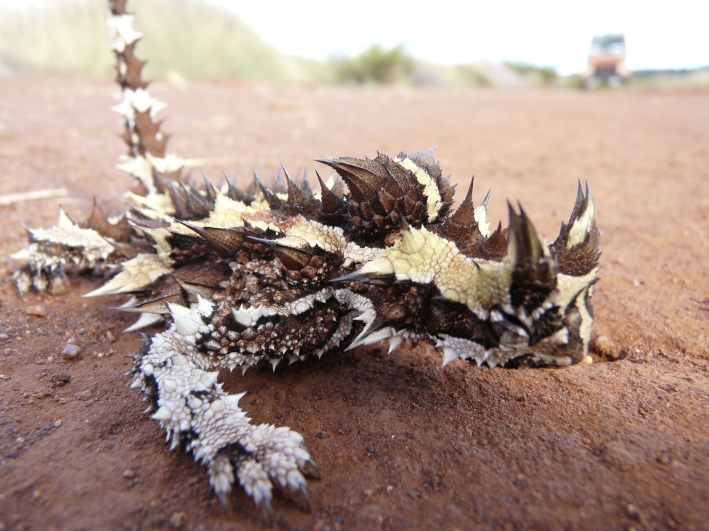 spiny outback dragon