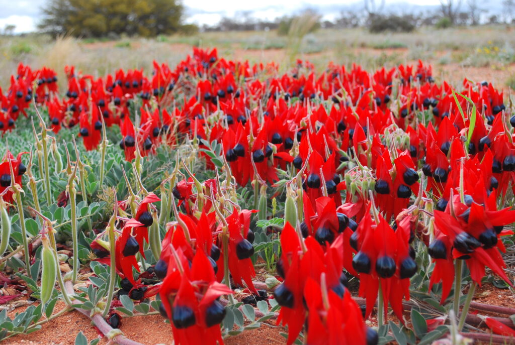 Sturt Desert Pea