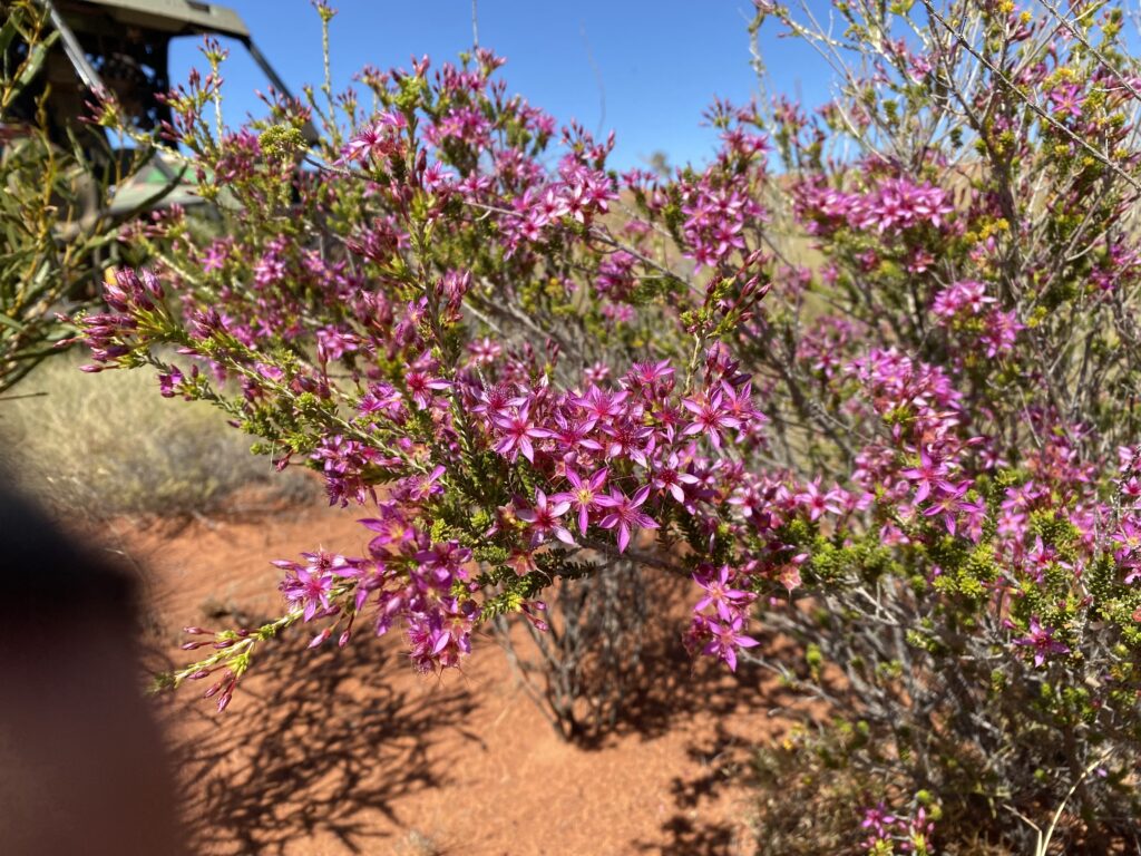 PinkFlowering outback flora