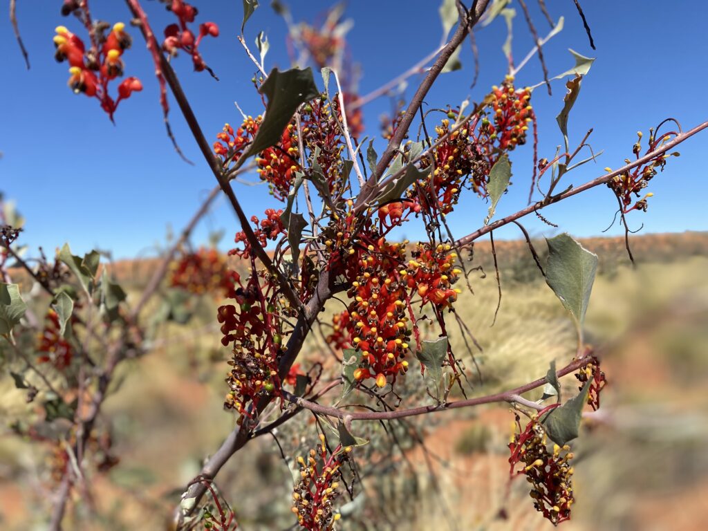 red flora